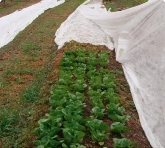 작물 보호를 위해 UV 처리된 36m 폭의 농업용 PP 스펀본드 부직포